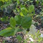 Ceanothus velutinus برگ