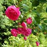 Rosa × damascena Alkat (teljes növény)