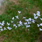 Stenaria nigricans Flower