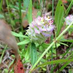 Polygala cruciata Bloem