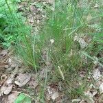 Festuca heterophylla برگ