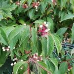 Cornus racemosa Folio