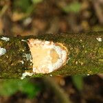 Landolphia owariensis Azala