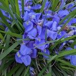 Iris unguicularis Flower