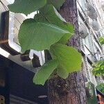 Tilia tomentosa 叶