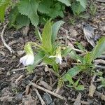 Viola elatior 花