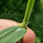 Agrostis gigantea Ліст