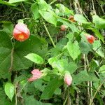 Callianthe striata Leaf