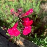 Salvia greggiiफूल