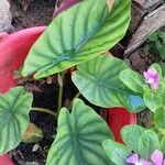 Alocasia clypeolata Hoja