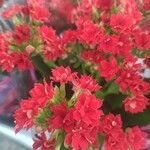 Kalanchoe blossfeldianaFlower