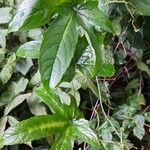 Cissus aralioides Leaf