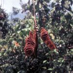 Mucuna pruriens Fruit