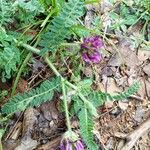 Astragalus hypoglottis Листок