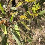 Eucalyptus tereticornis Leaf