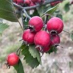 Sorbus torminalis Плод