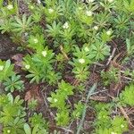 Galium odoratumBlomst