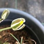 Albuca humilis Leaf