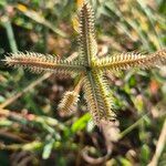 Dactyloctenium aegyptium 花