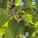 Morus indica Folha