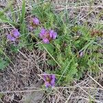 Astragalus danicus Blatt