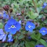 Veronica fruticans Fleur