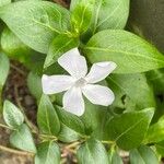 Vinca difformis Flor