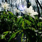 Anemone nemorosa Folha