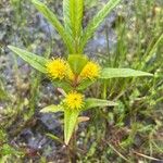 Lysimachia thyrsiflora Цвят