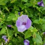 Torenia fournieri花