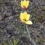 Tulipa linifolia Hábito