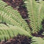 Dryopteris crassirhizoma List