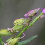 Polygala nicaeensis Mbuma
