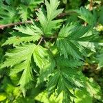 Rubus nemoralis Leaf