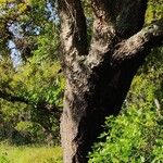 Quercus suber Кора