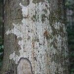 Virola michelii Corteza