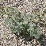 Lomatium mohavense Агульны выгляд