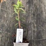 Euphorbia wallichii Leaf