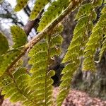 Polystichum polyblepharum Hoja