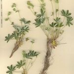 Alchemilla transiens Folio