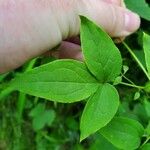 Clematis viorna Blatt