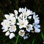 Allium massaessylum Flower