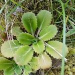 Saxifraga umbrosa Folla