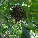 Bischofia javanica Fruit