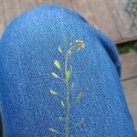 Draba muralis Leaf