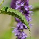 Verbena hastata Hoja