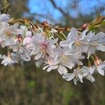 Prunus × subhirtella Blüte