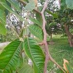 Inga edulis Leaf