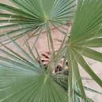 Livistona chinensis Folha