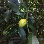 Garcinia gardneriana Φρούτο